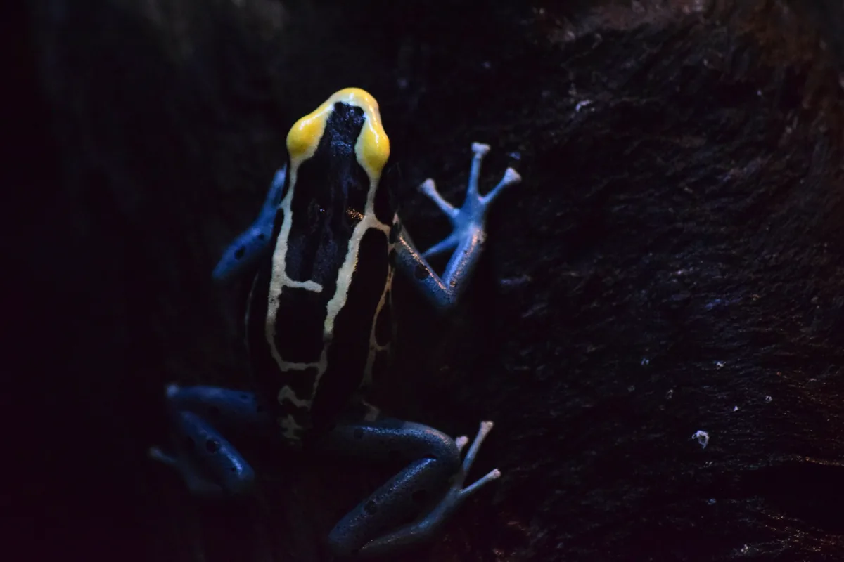 Rã-Flecha-Azul: Guia Completo — Habitat, Veneno e Ameaças