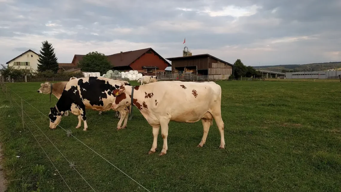Vaca: o que é, nome científico, raças e características