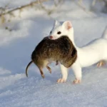 Arminho Curiosidades e Fatos Interessantes Sobre o Animal