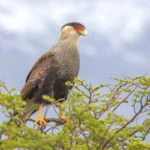Carcara (Caracara plancus) em perfil, ave de rapina com topete e bico laranja