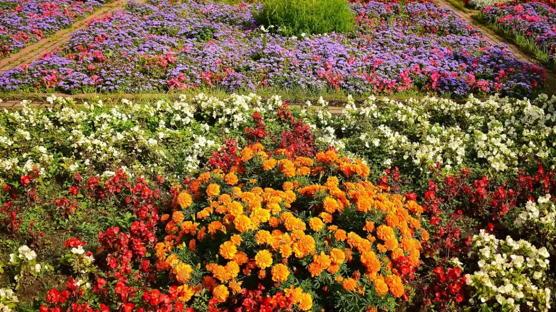 Flores que Começam com a Letra I: Nome e Características