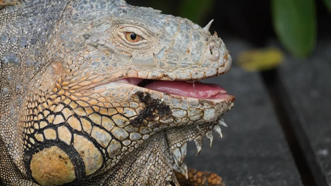 Qual a Diferença Entre Iguana e Camaleão?