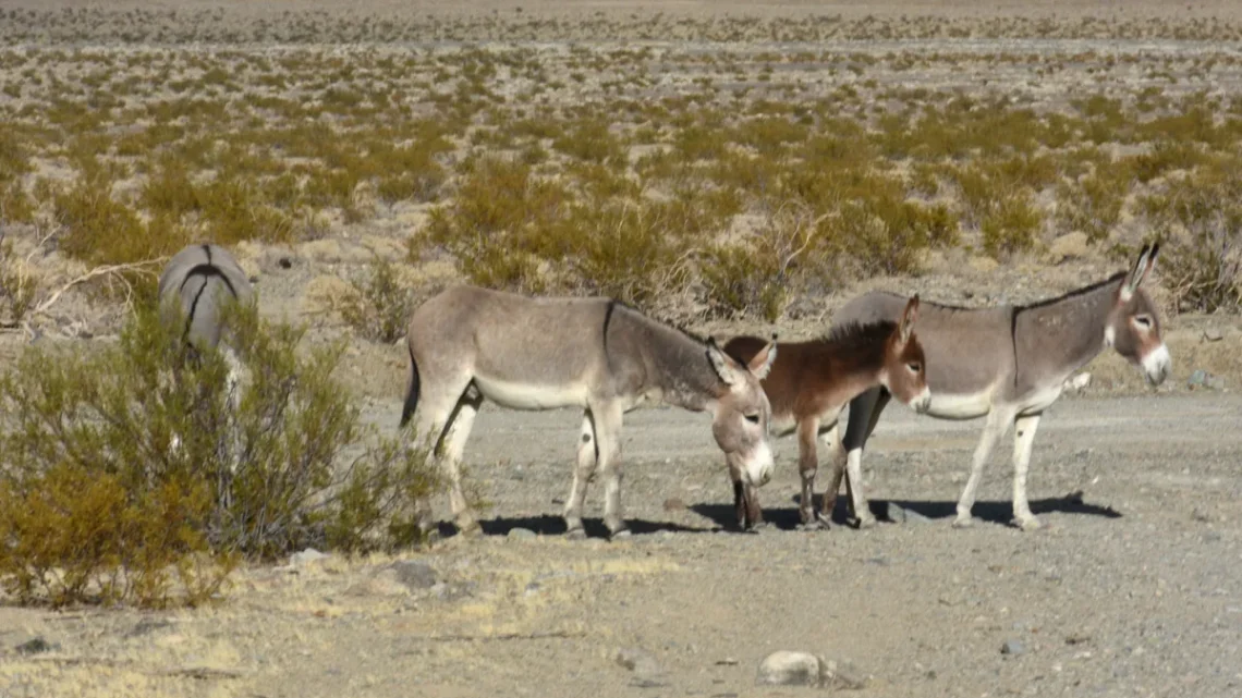 Reprodução do Burro: Filhotes e Período de Gestação
