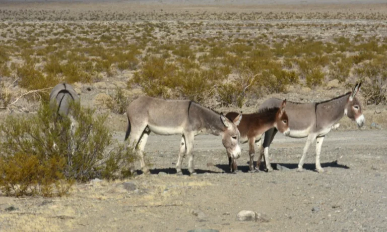 Burro (jumento, Equus africanus asinus) em ambiente natural